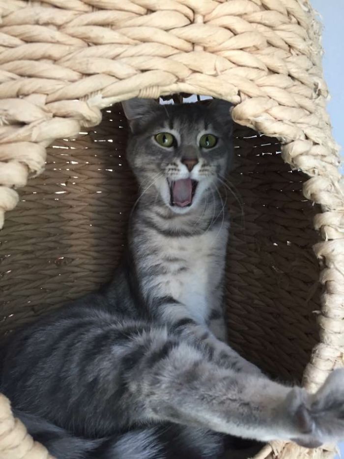 People Are Sharing Pics Of Their Cats Acting Weird (Add Yours)