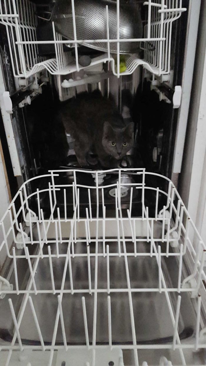 People Are Sharing Pics Of Their Cats Acting Weird (Add Yours)