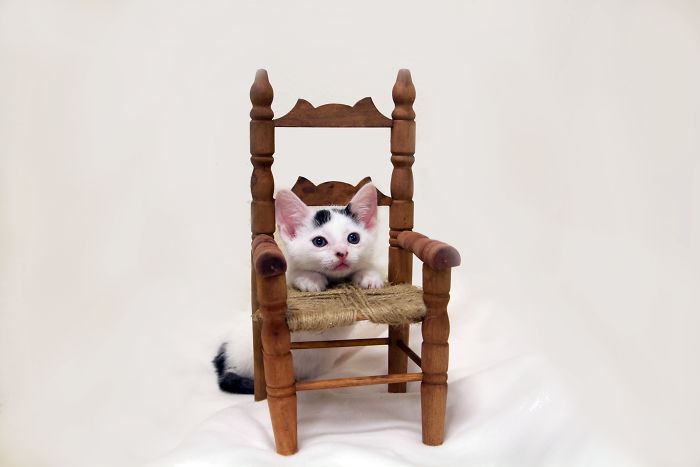 People Are Sharing Pics Of Their Cats Acting Weird (Add Yours)