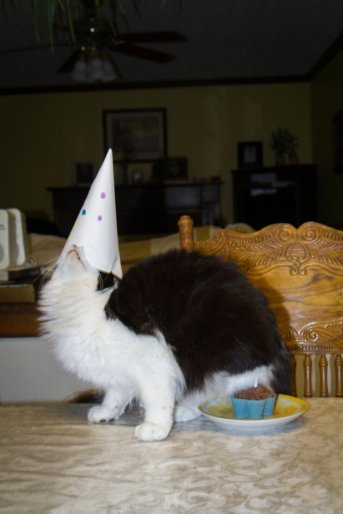 People Are Sharing Pics Of Their Cats Acting Weird (Add Yours)