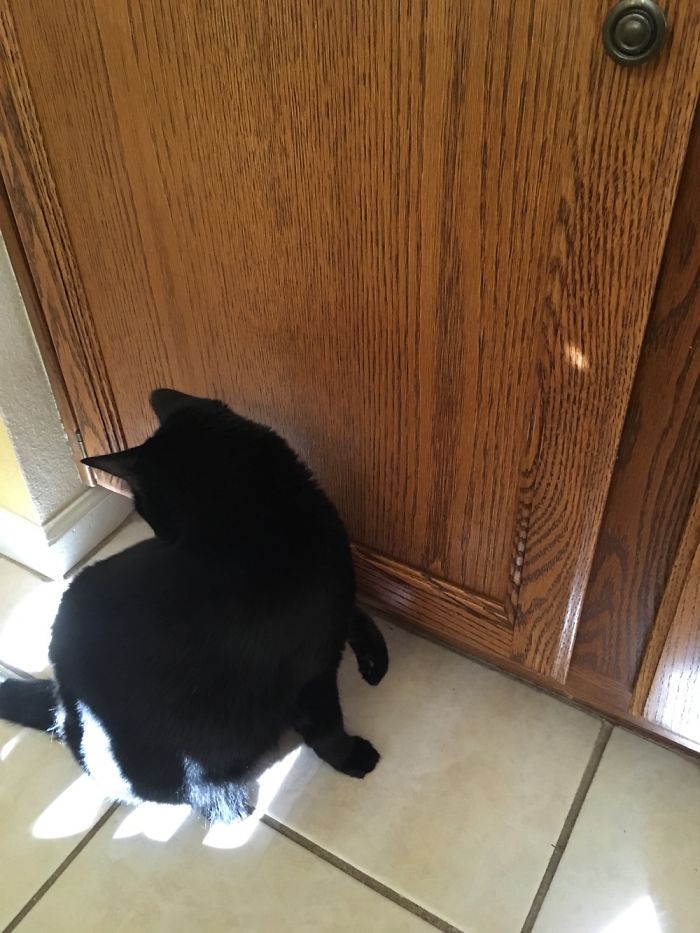 People Are Sharing Pics Of Their Cats Acting Weird (Add Yours)