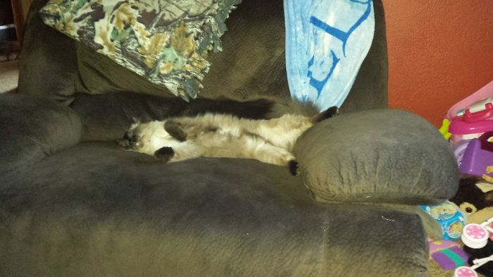 People Are Sharing Pics Of Their Cats Acting Weird (Add Yours)