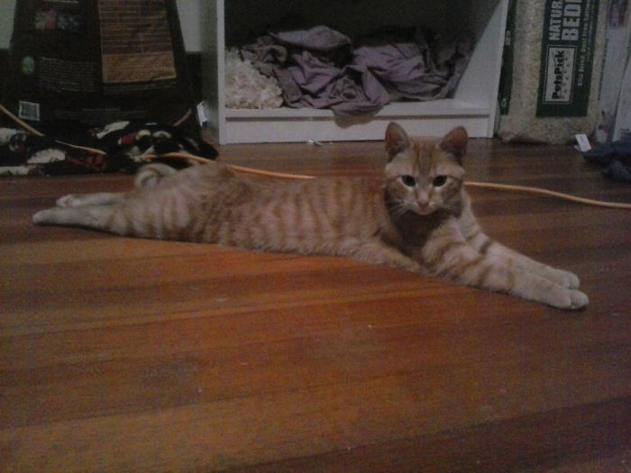 People Are Sharing Pics Of Their Cats Acting Weird (Add Yours)