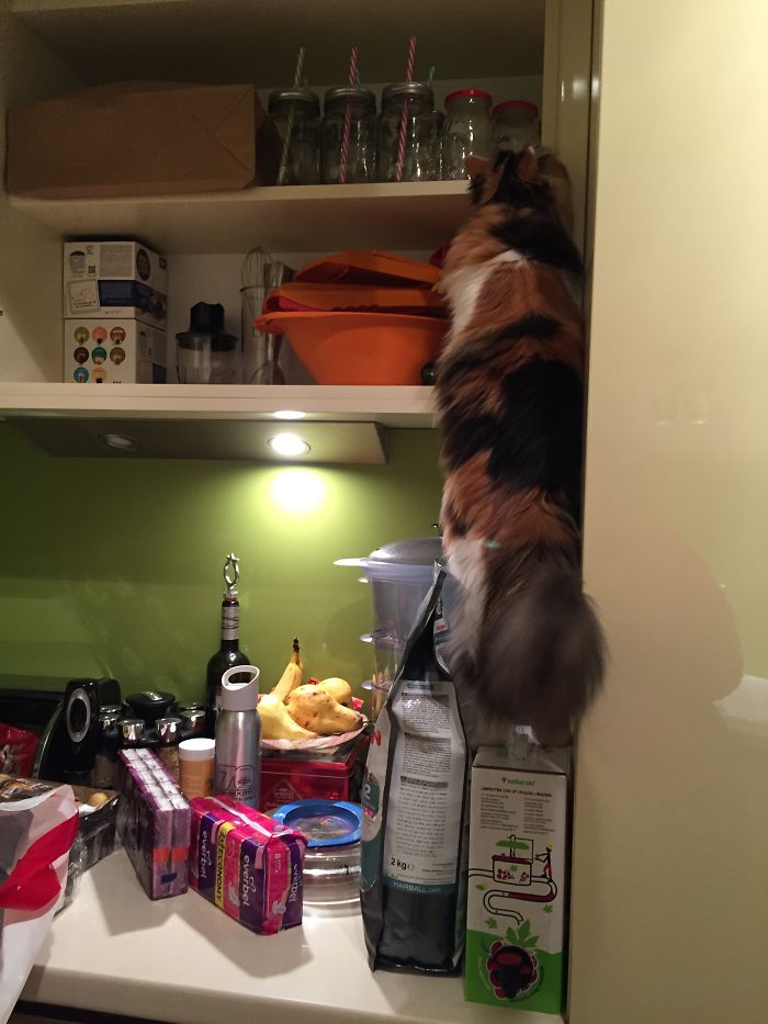 People Are Sharing Pics Of Their Cats Acting Weird (Add Yours)