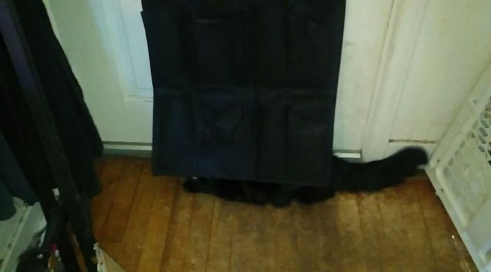 People Are Sharing Pics Of Their Cats Acting Weird (Add Yours)