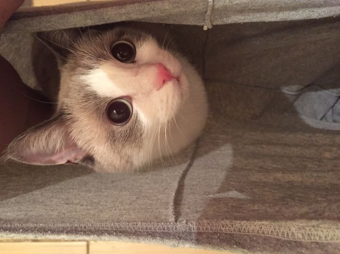 People Are Sharing Pics Of Their Cats Acting Weird (Add Yours)