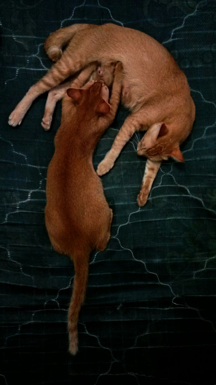 People Are Sharing Pics Of Their Cats Acting Weird (Add Yours)