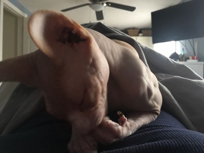 People Are Sharing Pics Of Their Cats Acting Weird (Add Yours)