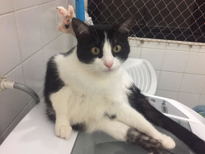 People Are Sharing Pics Of Their Cats Acting Weird (Add Yours)