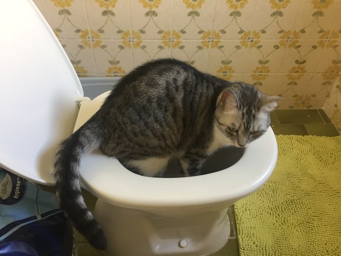 People Are Sharing Pics Of Their Cats Acting Weird (Add Yours)