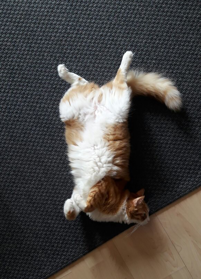 People Are Sharing Pics Of Their Cats Acting Weird (Add Yours)