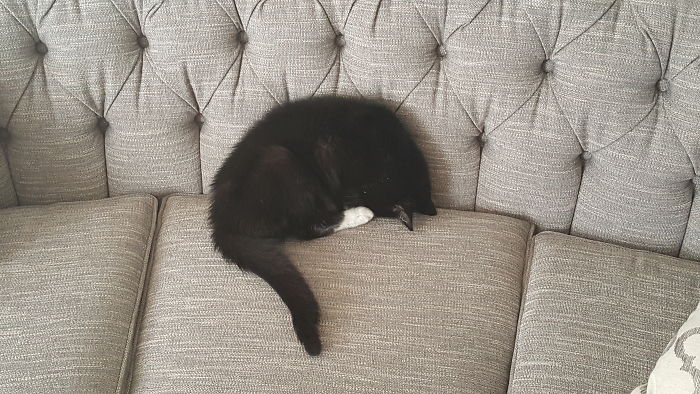 People Are Sharing Pics Of Their Cats Acting Weird (Add Yours)