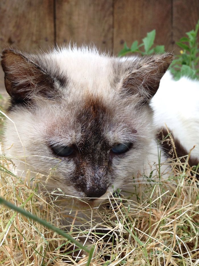 People Are Sharing Pics Of Their Cats Acting Weird (Add Yours)