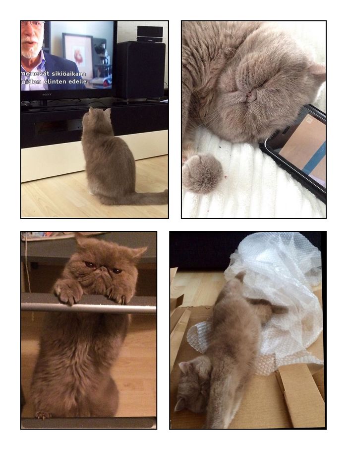 People Are Sharing Pics Of Their Cats Acting Weird (Add Yours)