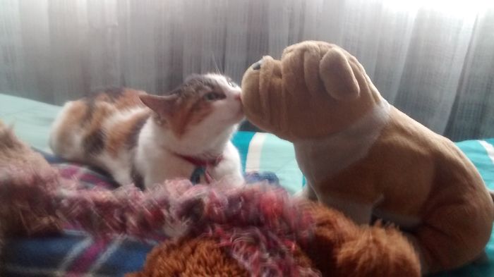 People Are Sharing Pics Of Their Cats Acting Weird (Add Yours)