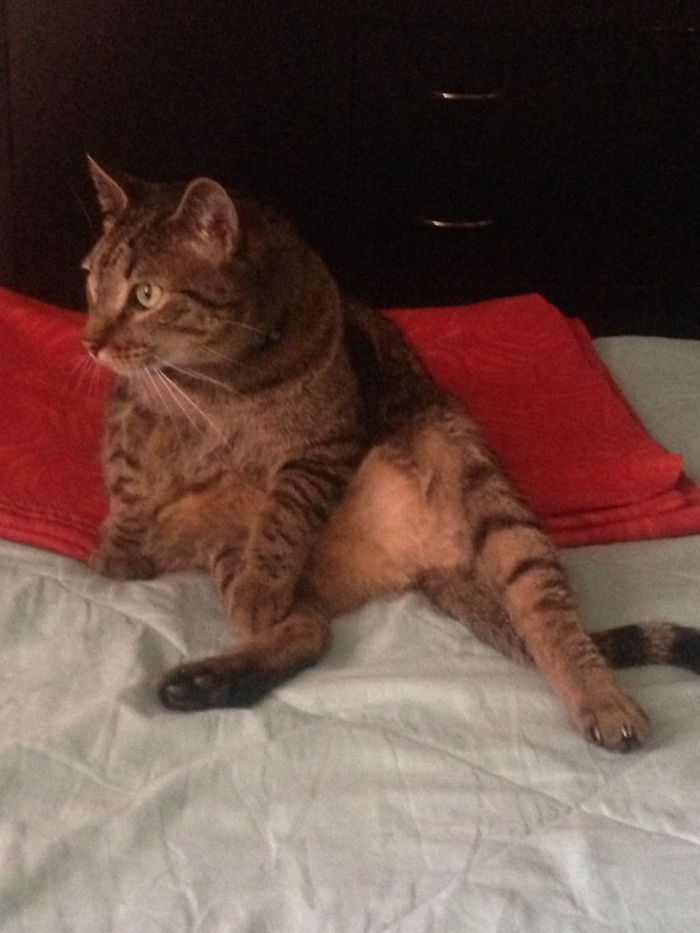 People Are Sharing Pics Of Their Cats Acting Weird (Add Yours)