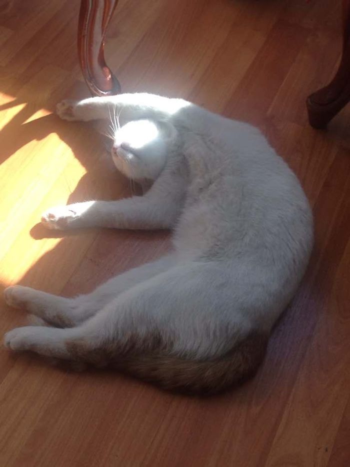 People Are Sharing Pics Of Their Cats Acting Weird (Add Yours)