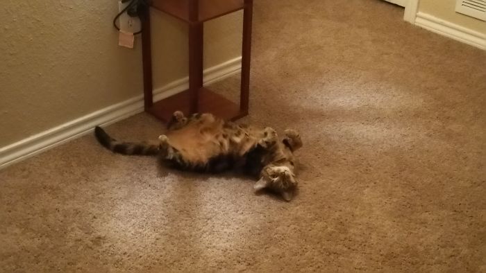 People Are Sharing Pics Of Their Cats Acting Weird (Add Yours)