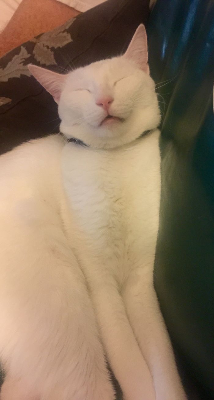 People Are Sharing Pics Of Their Cats Acting Weird (Add Yours)