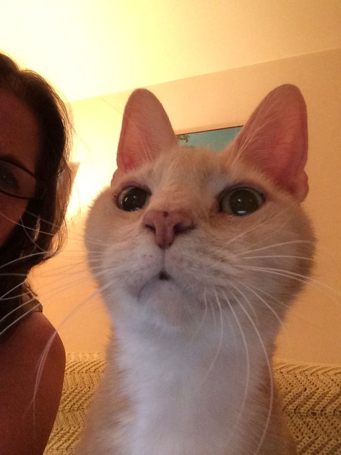 People Are Sharing Pics Of Their Cats Acting Weird (Add Yours)