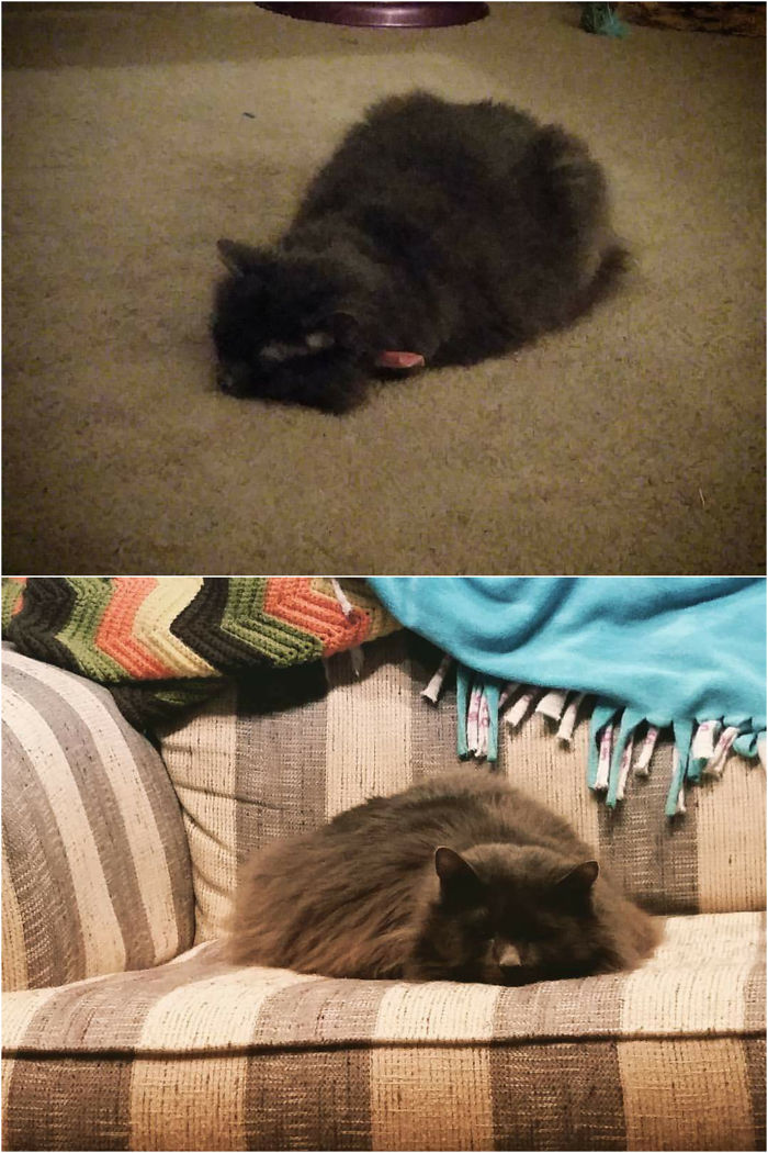 People Are Sharing Pics Of Their Cats Acting Weird (Add Yours)