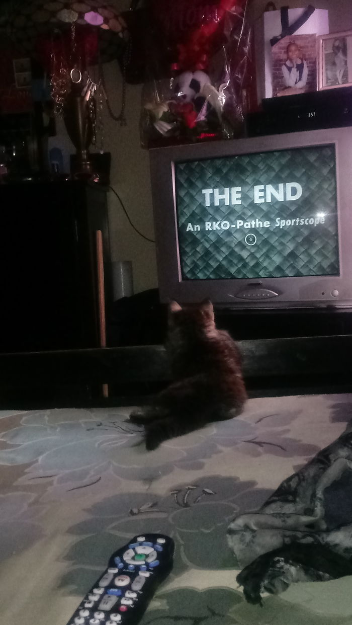 People Are Sharing Pics Of Their Cats Acting Weird (Add Yours)