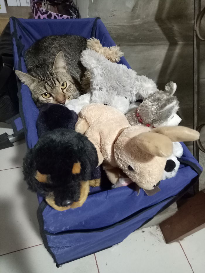 People Are Sharing Pics Of Their Cats Acting Weird (Add Yours)