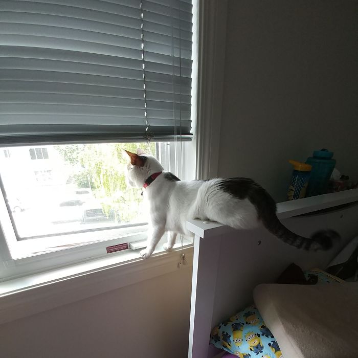 People Are Sharing Pics Of Their Cats Acting Weird (Add Yours)