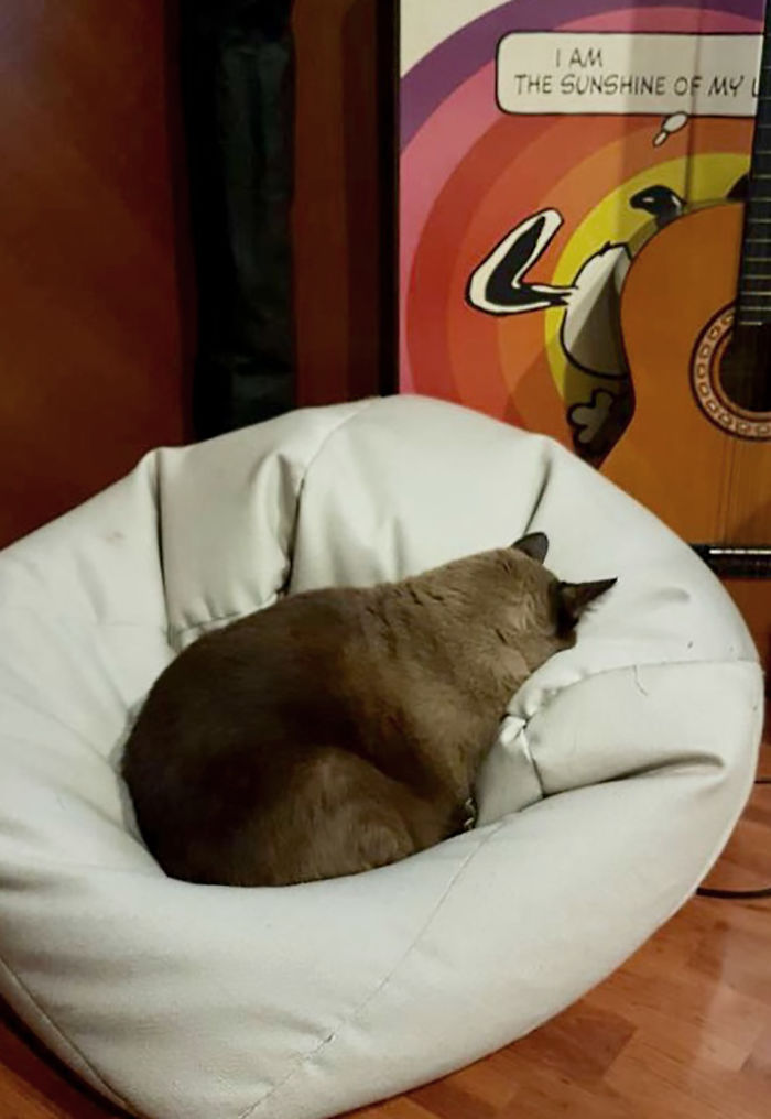 People Are Sharing Pics Of Their Cats Acting Weird (Add Yours)