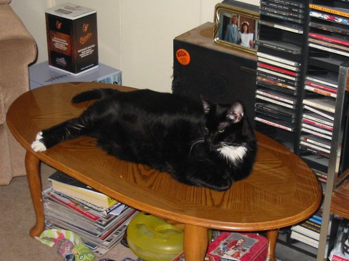 People Are Sharing Pics Of Their Cats Acting Weird (Add Yours)