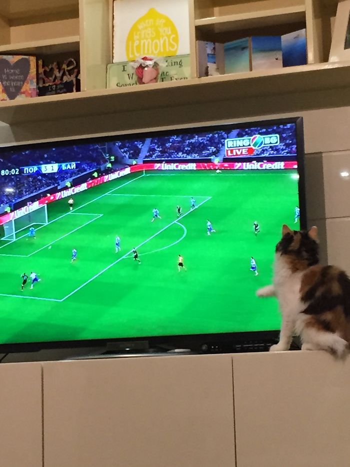 People Are Sharing Pics Of Their Cats Acting Weird (Add Yours)