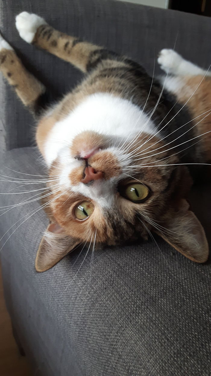 People Are Sharing Pics Of Their Cats Acting Weird (Add Yours)