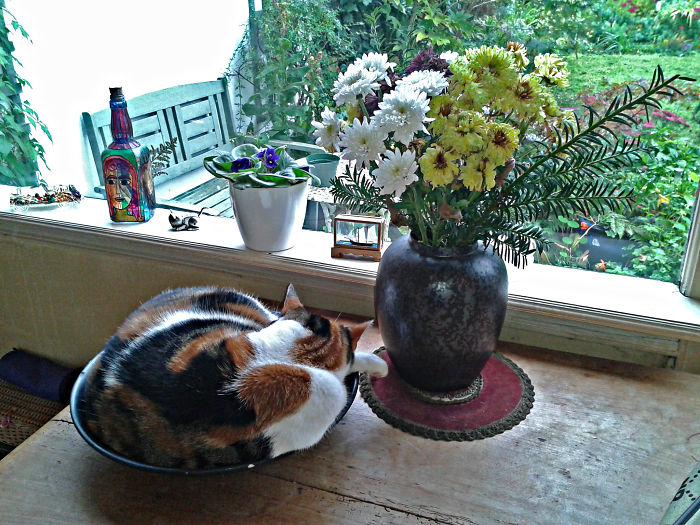 People Are Sharing Pics Of Their Cats Acting Weird (Add Yours)