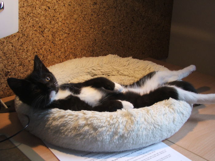 People Are Sharing Pics Of Their Cats Acting Weird (Add Yours)