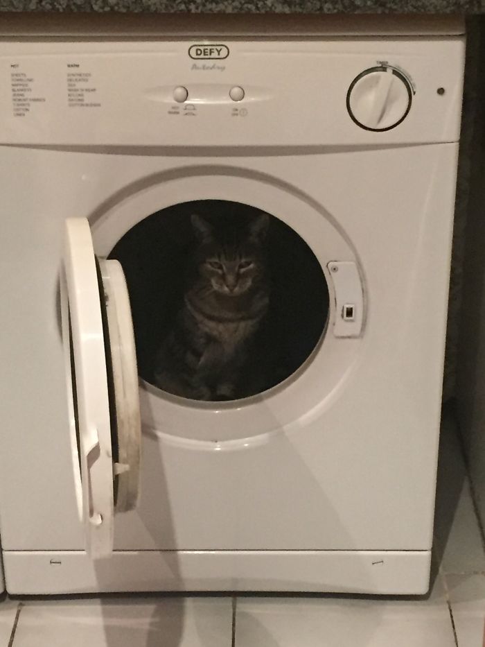 People Are Sharing Pics Of Their Cats Acting Weird (Add Yours)