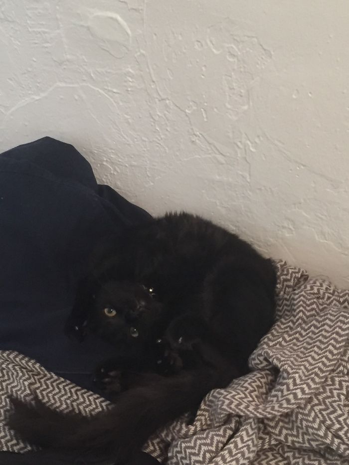 People Are Sharing Pics Of Their Cats Acting Weird (Add Yours)