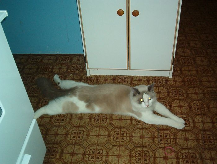 People Are Sharing Pics Of Their Cats Acting Weird (Add Yours)