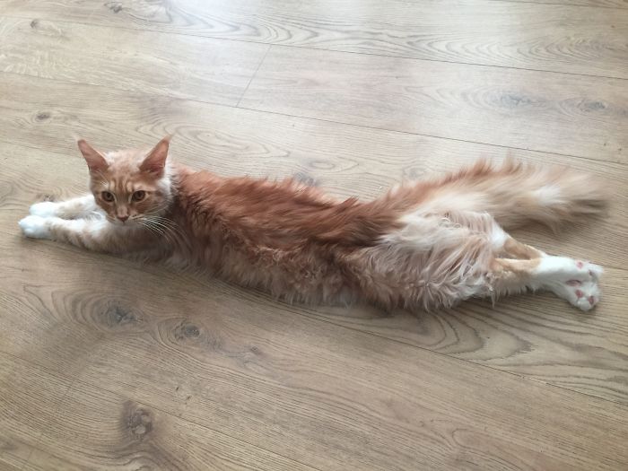 People Are Sharing Pics Of Their Cats Acting Weird (Add Yours)
