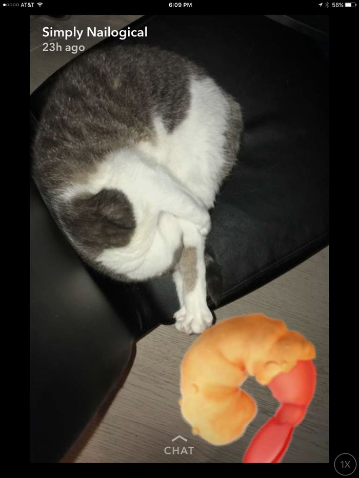 People Are Sharing Pics Of Their Cats Acting Weird (Add Yours)