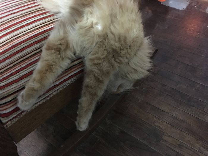 People Are Sharing Pics Of Their Cats Acting Weird (Add Yours)