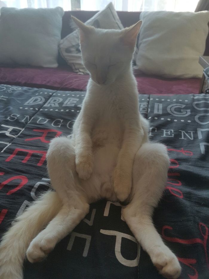People Are Sharing Pics Of Their Cats Acting Weird (Add Yours)