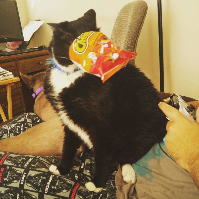 People Are Sharing Pics Of Their Cats Acting Weird (Add Yours)