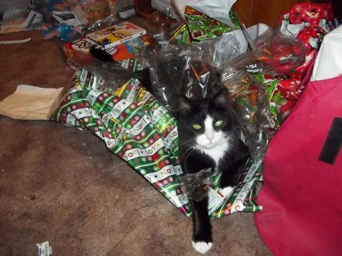 People Are Sharing Pics Of Their Cats Acting Weird (Add Yours)