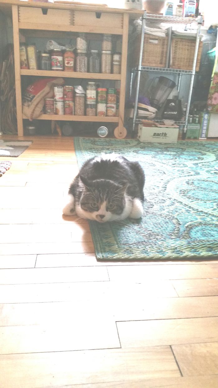 People Are Sharing Pics Of Their Cats Acting Weird (Add Yours)