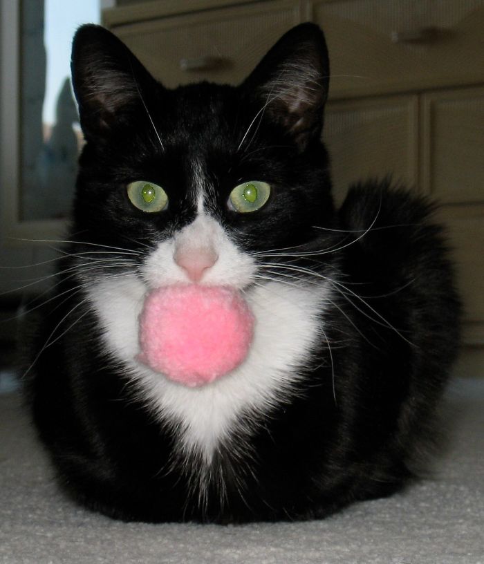 People Are Sharing Pics Of Their Cats Acting Weird (Add Yours)