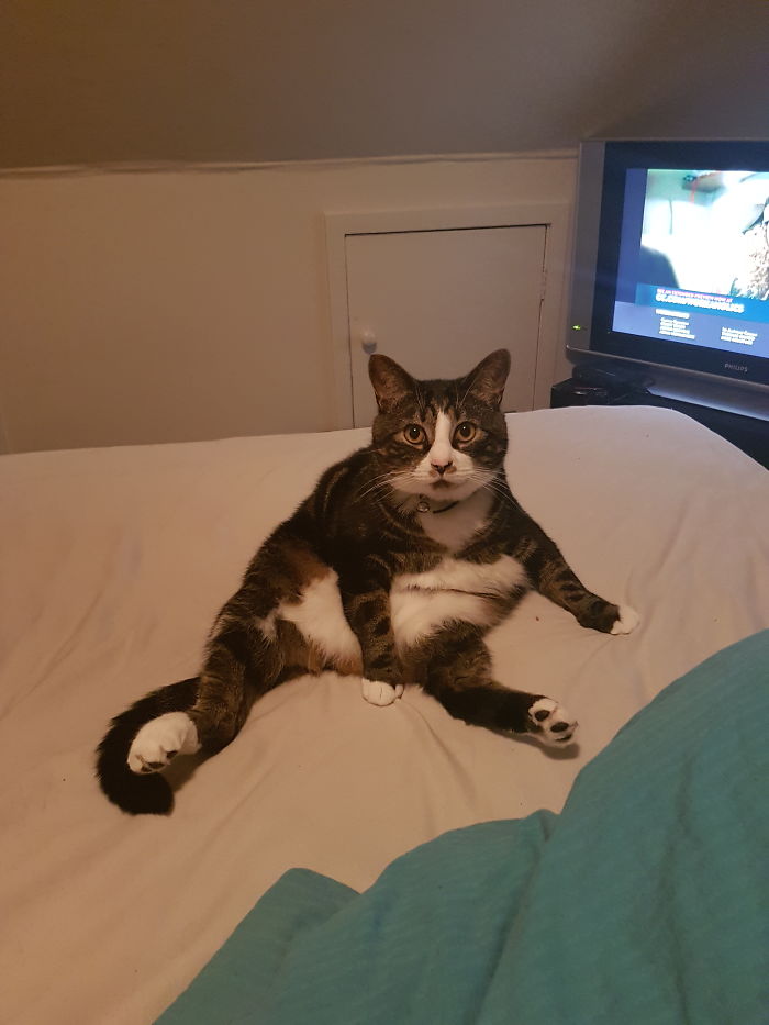 People Are Sharing Pics Of Their Cats Acting Weird (Add Yours)