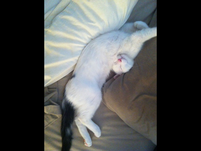 People Are Sharing Pics Of Their Cats Acting Weird (Add Yours)