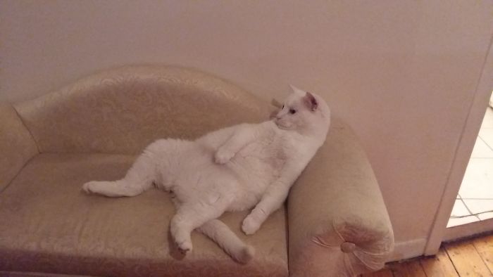 People Are Sharing Pics Of Their Cats Acting Weird (Add Yours)