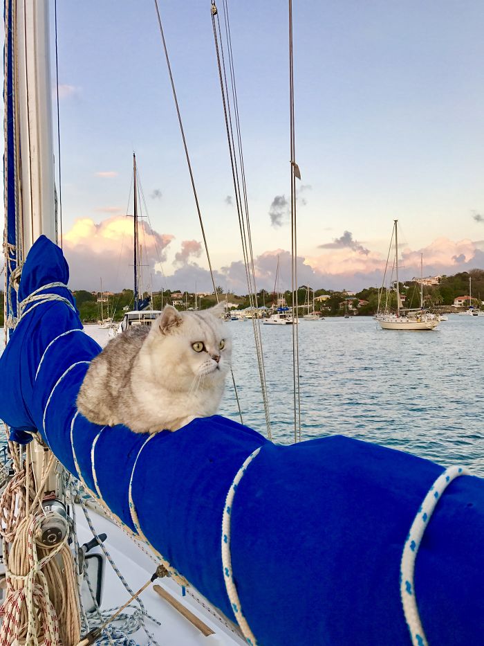 People Are Sharing Pics Of Their Cats Acting Weird (Add Yours)