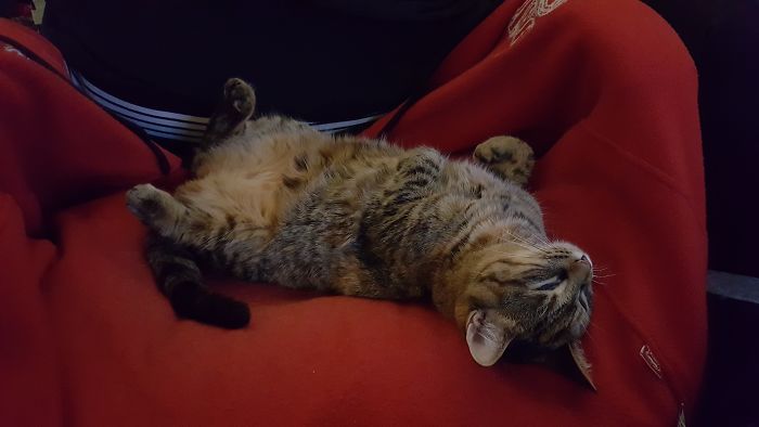 People Are Sharing Pics Of Their Cats Acting Weird (Add Yours)